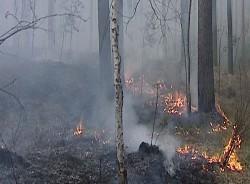 Лесные пожары пошли на убыль